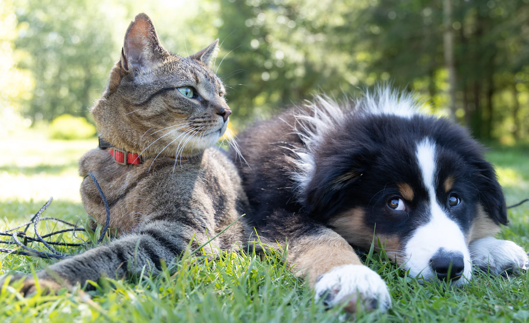 Çimenlerde yan yana uzanan kedi ve köpek